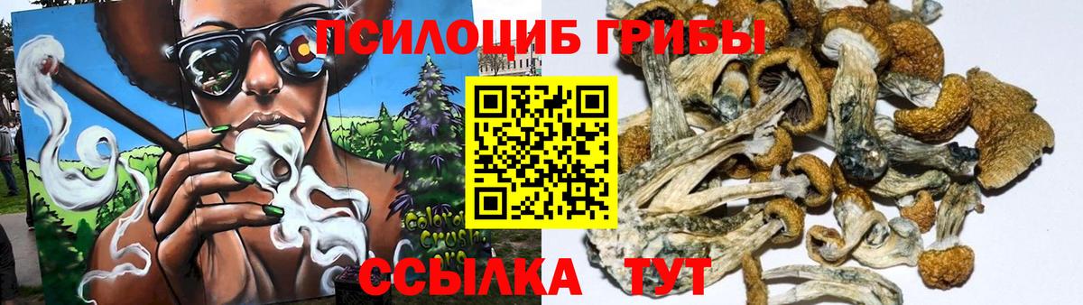 Сафоново  Псилоцибиновые грибы Psilocybine cubensis  Вход с VPN 
